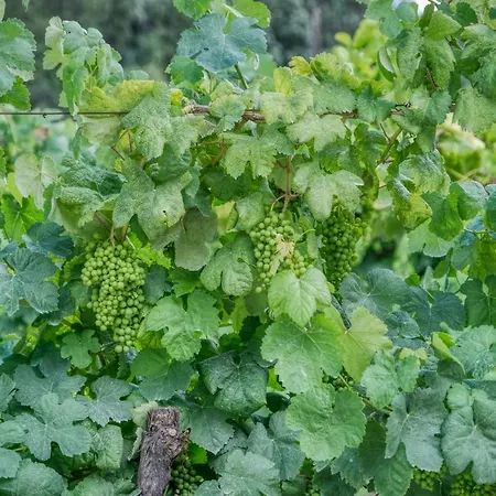 Quinta Da Mourinha Arcos de Valdevez
