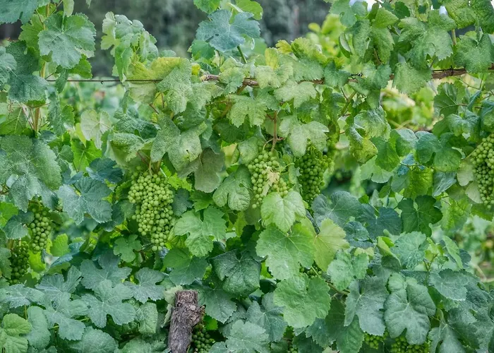 Quinta Da Mourinha Arcos de Valdevez